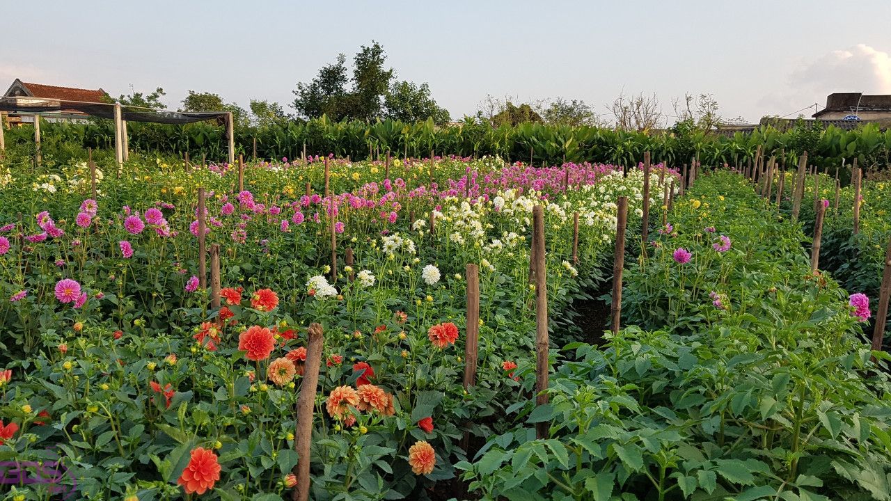 Làng vườn Bách Thuận Thái Bình