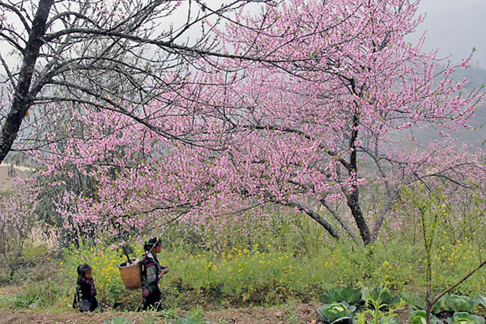 hoa đào sapa