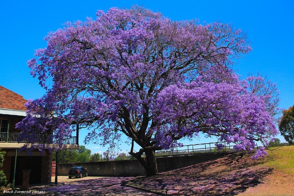 Hoa phượng tím Đà Lạt