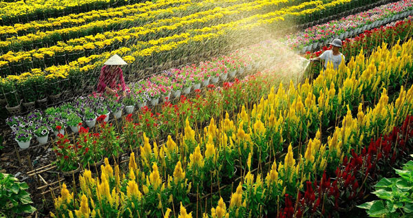 khám phá đồng tháp 1 ngày