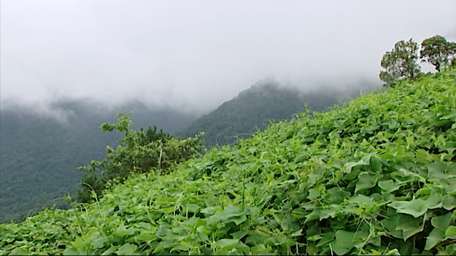 đặc sản ở Tam Đảo