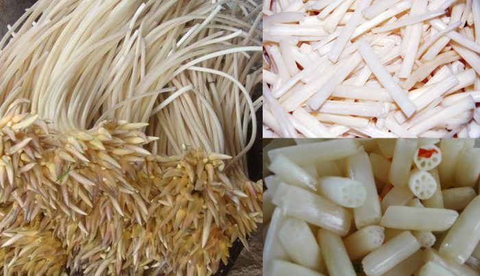 Giới thiệu về ngó sen