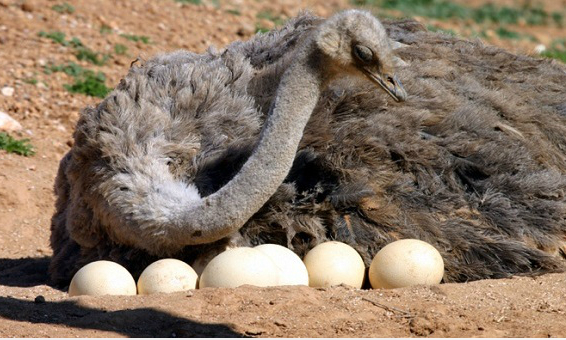 Trứng đà điểu là trứng gì?