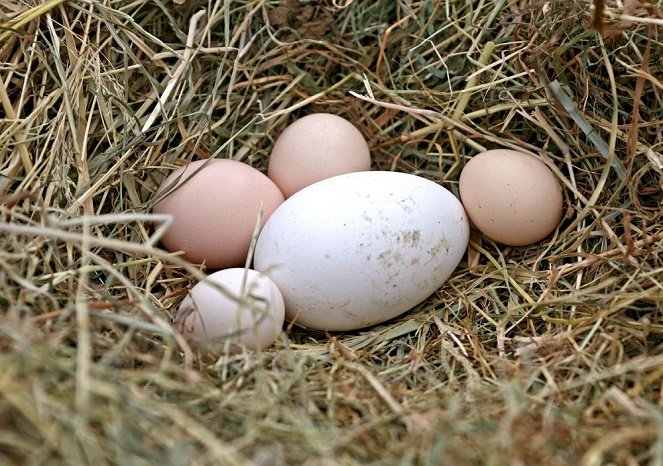 Giới thiệu về Trứng ngỗng