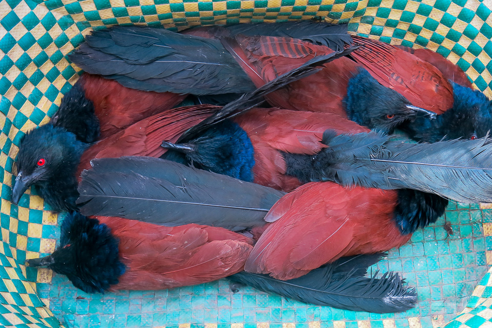 Bìm bịp 450k/1 đôi Bìm bịp 450k/1 đôi