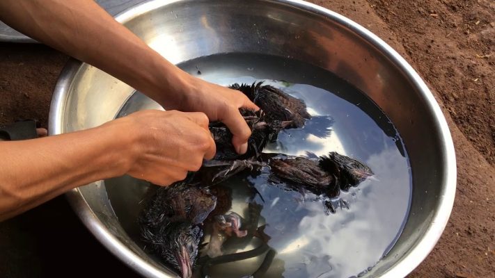 Ngâm bìm bịp và thuốc bắc Ngâm bìm bịp và thuốc bắc