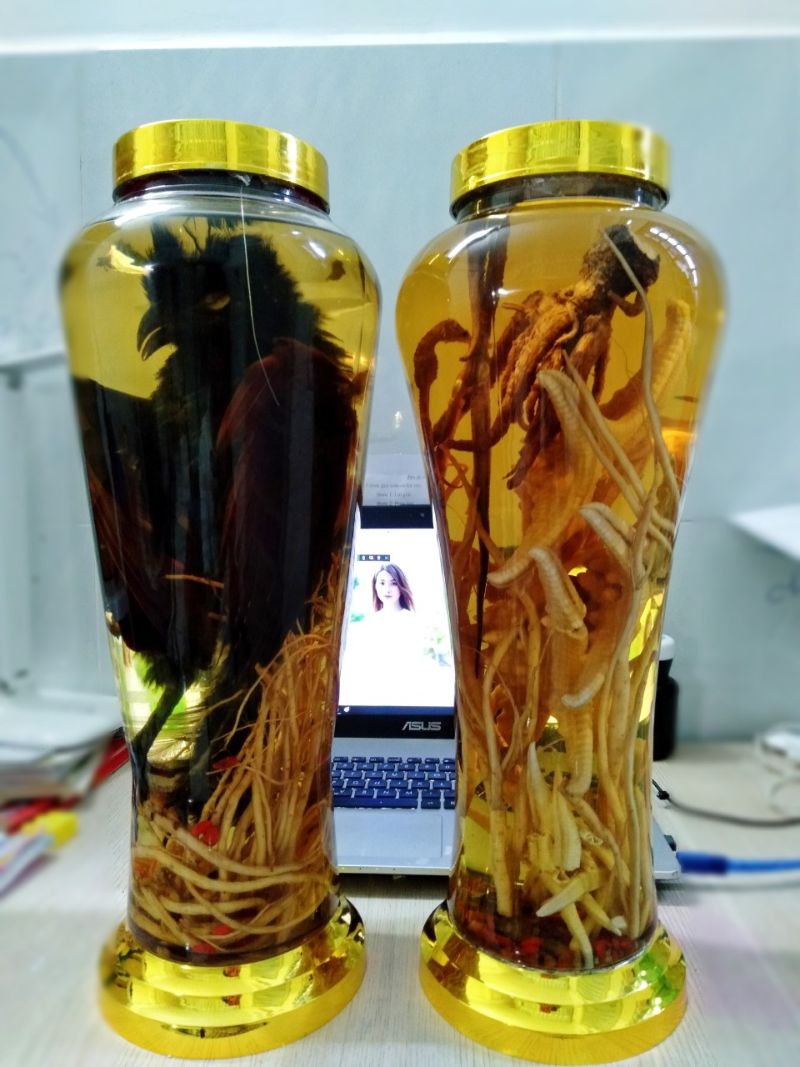 Cách ngâm rượu bìm bịp Cách ngâm rượu bìm bịp