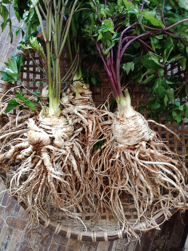 Sâm Đương Quy (2 củ 1kg) - 180k/kg