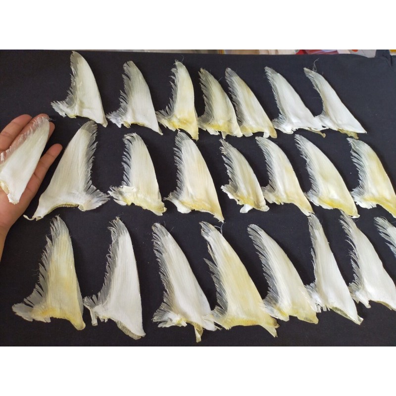 Vi cá nguyên vi chưa tách 4.000.000/1kg