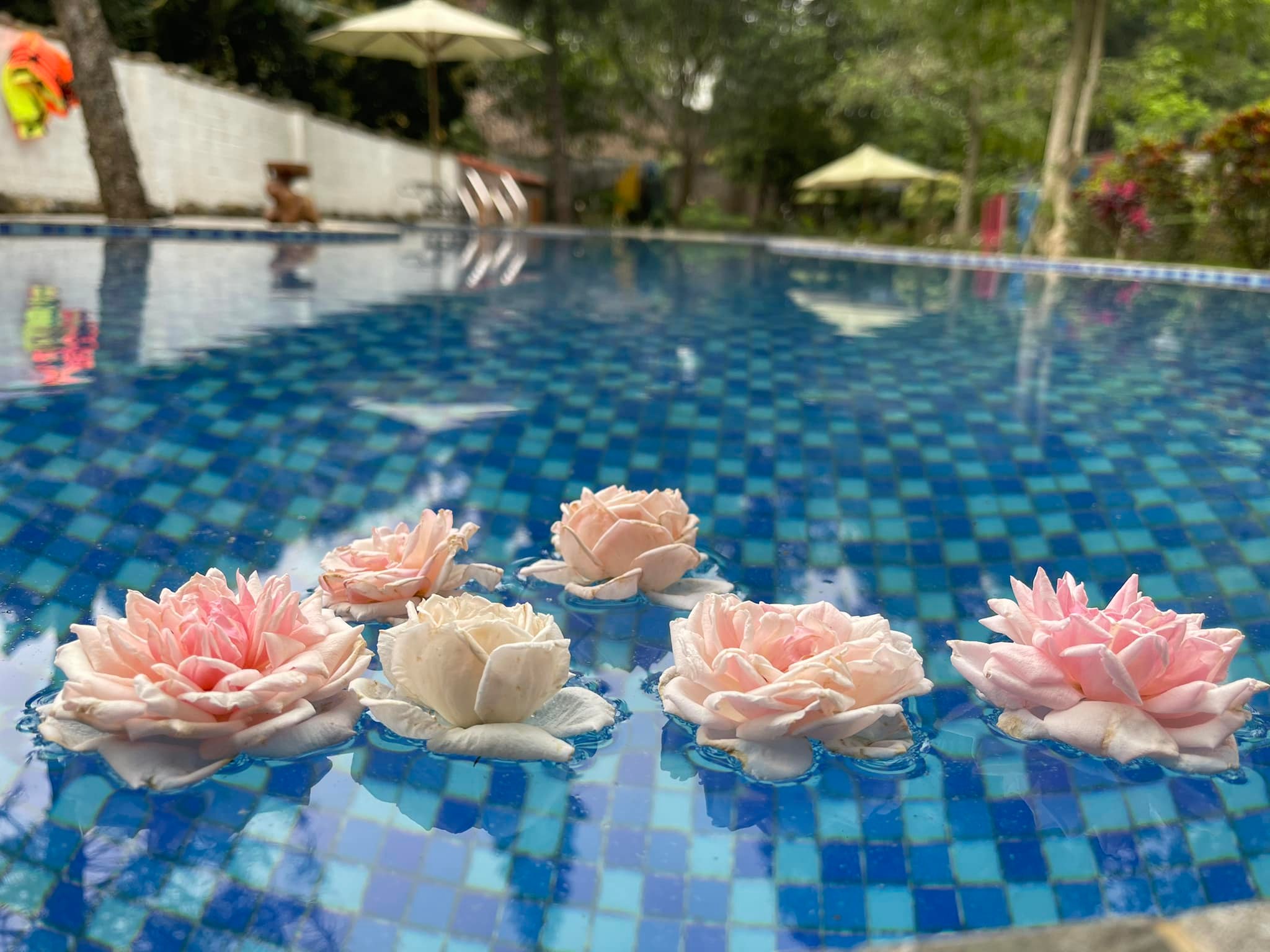 Nhà vườn gió- Windy garden