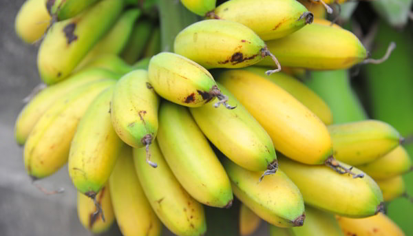 Mua Chuối Ngự Tiến Vua ở đâu khi đến Hà Nam