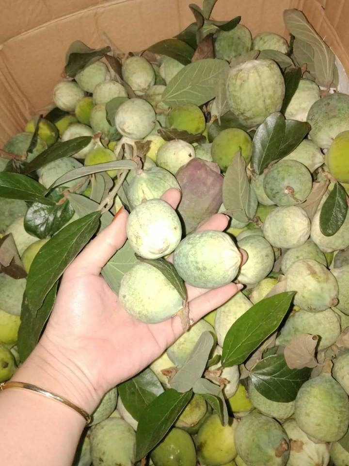 Giới thiệu về quả trâu cổ 