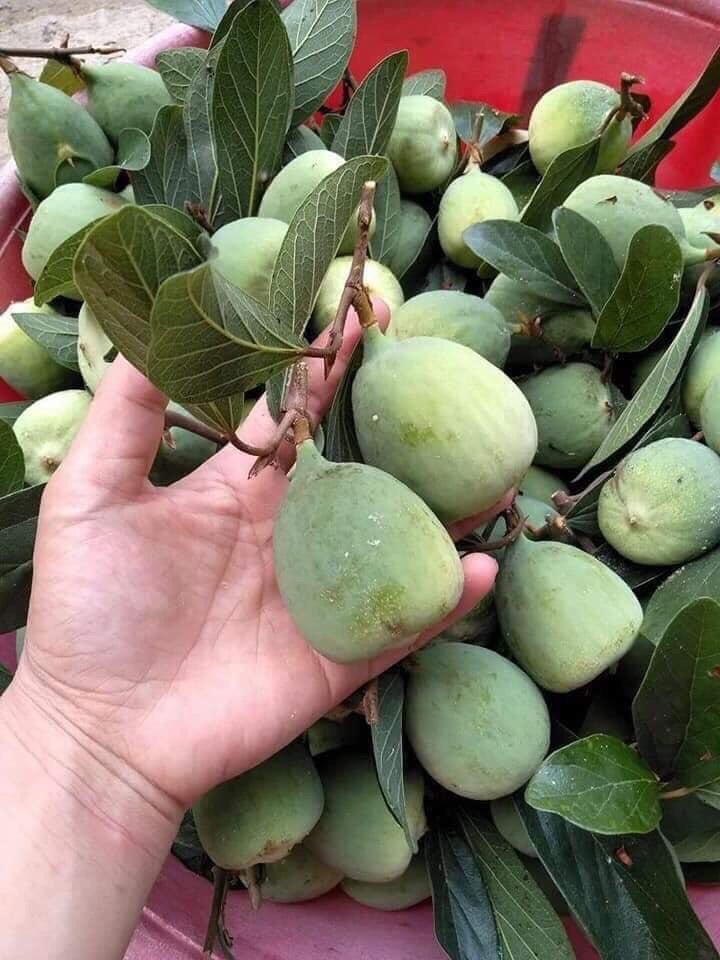 Lợi ích của quả trâu cổ