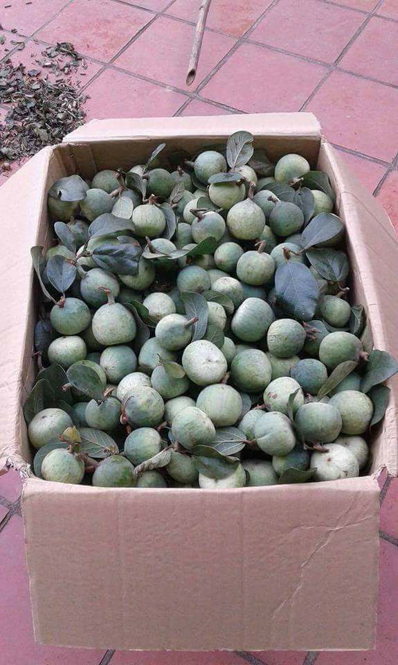 Các bài thuốc từ quả trâu cổ