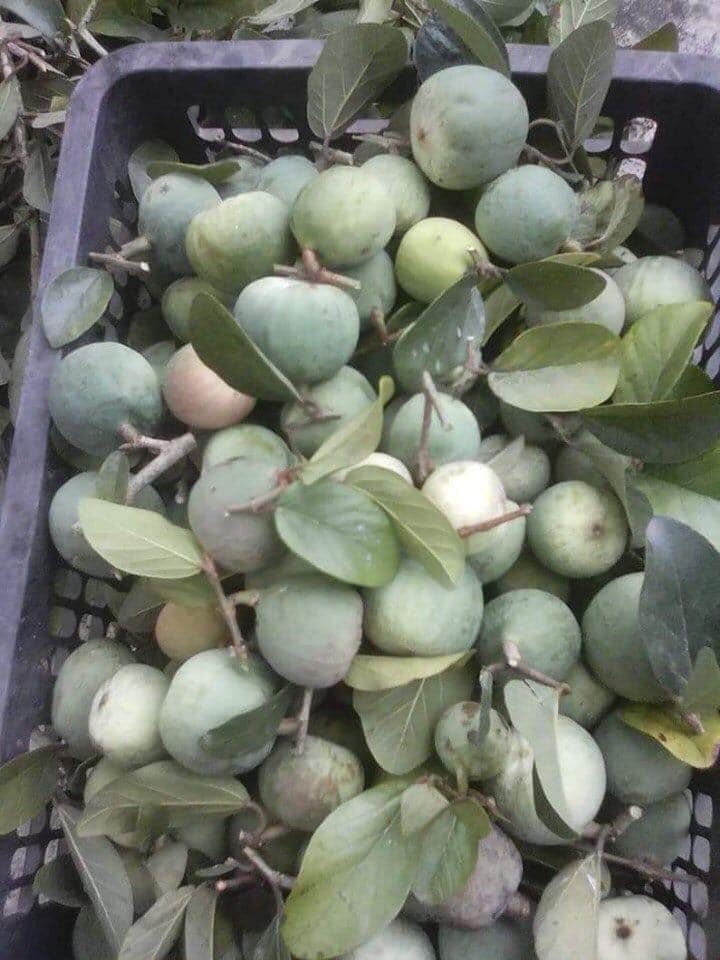 Địa chỉ mua quả trâu cổ ngâm rượu