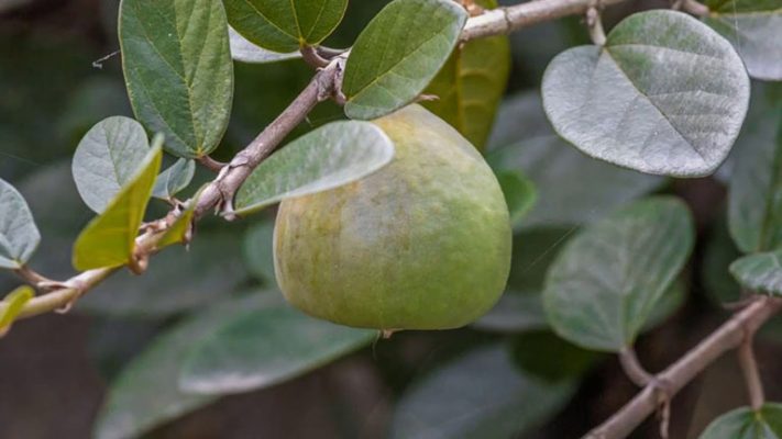 Quả trâu cổ ngâm rượu - 100k/kg 