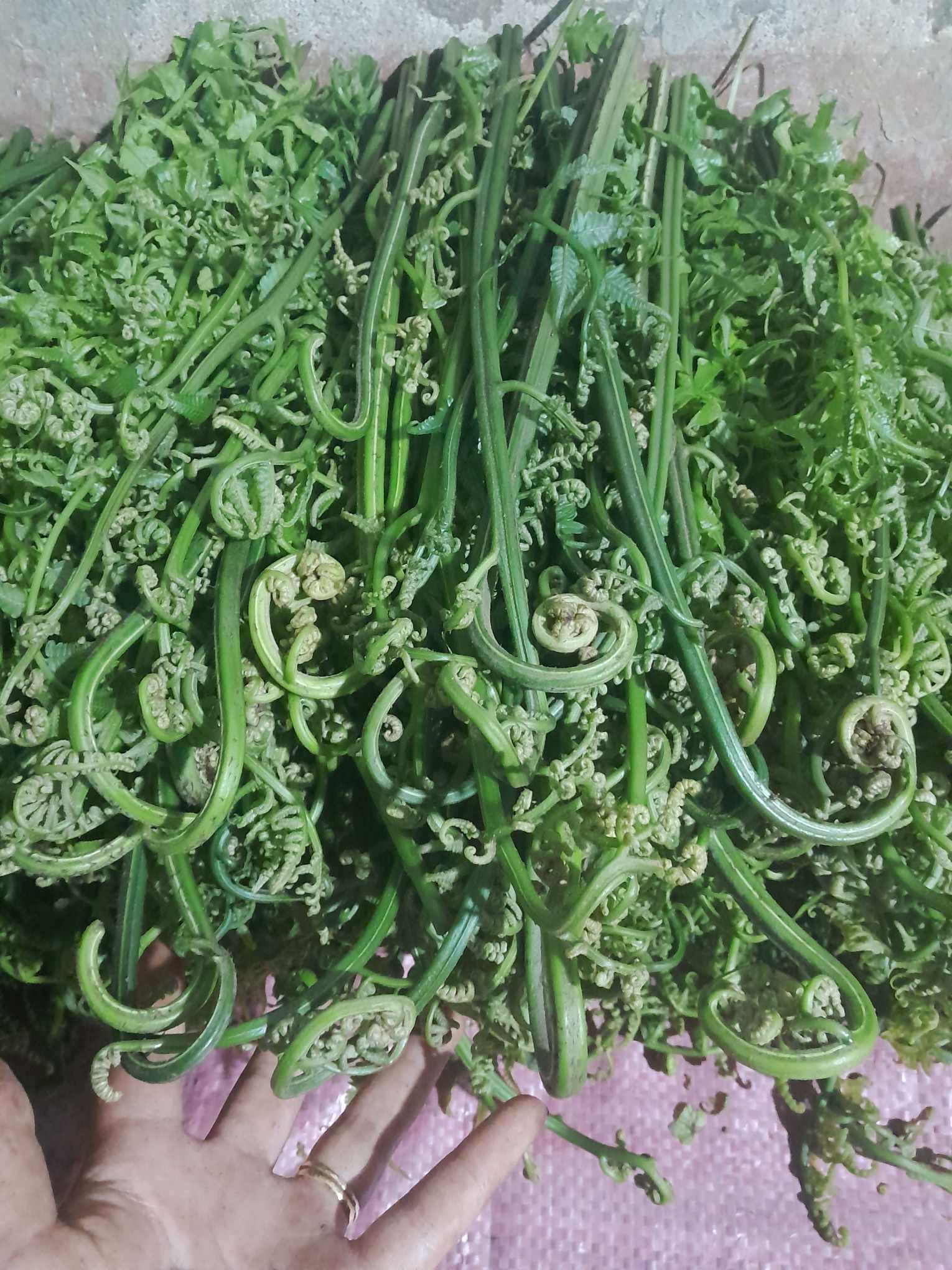 Rau dớn rừng - 45k/kg