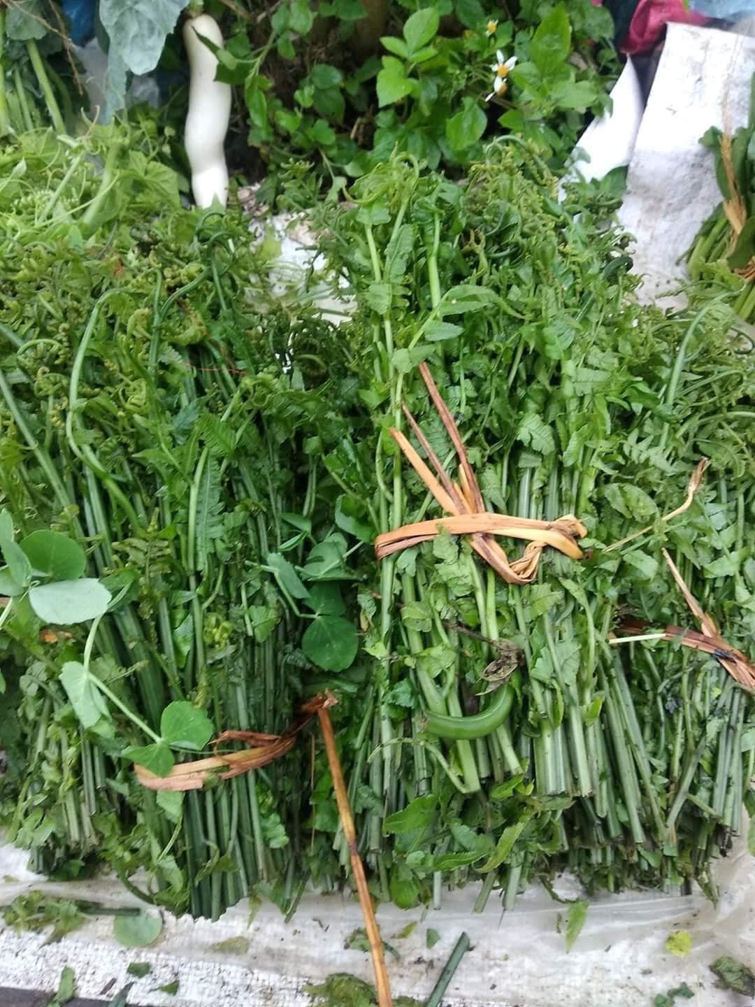 Giới thiệu về rau dớn rừng