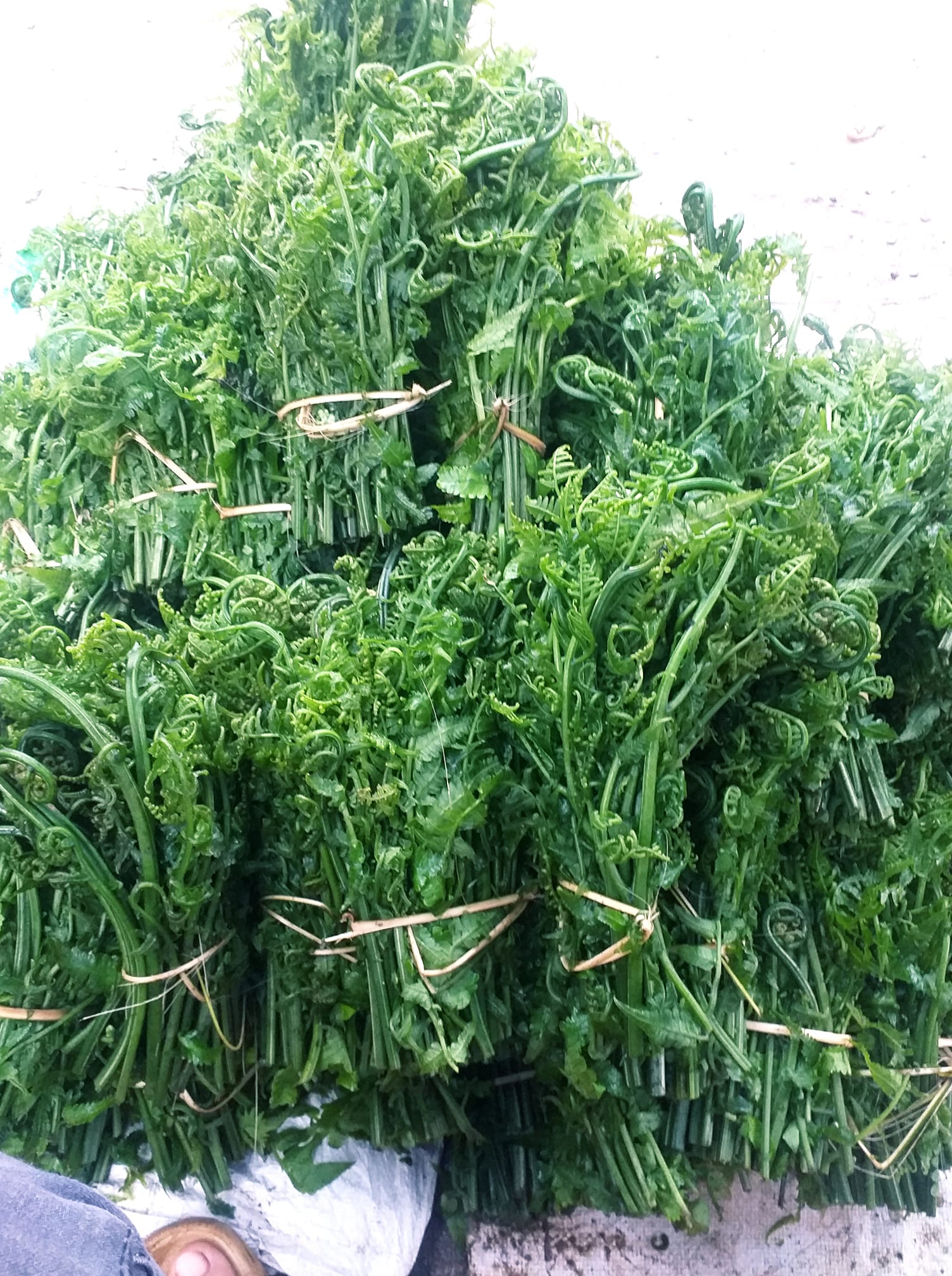 Ăn rau dớn rừng có tác dụng gì?