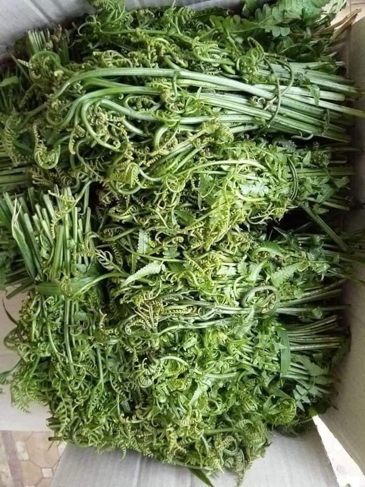 Mua rau dớn rừng ở đâu?