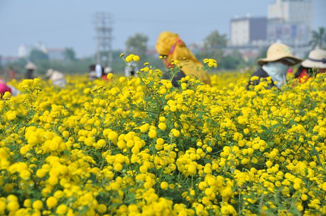 Rượu Mầm - hoa cúc có tác dụng gì?