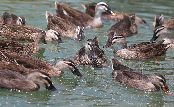 Giới thiệu về vịt trời