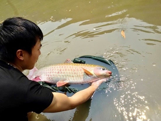 Mua Cá Bỗng - cá thần Thanh Hóa ở đâu, giá bao nhiêu?