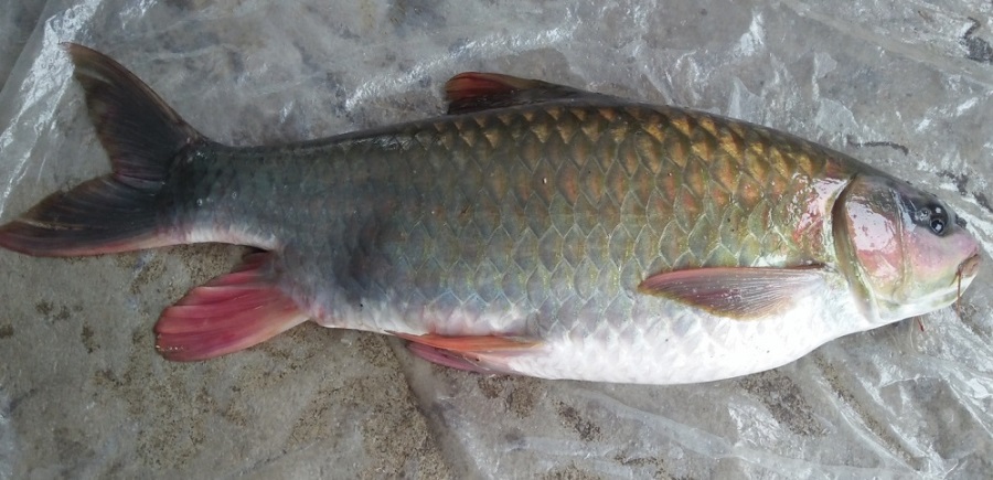 Cá Bỗng - cá thần Thanh Hóa 320k/kg