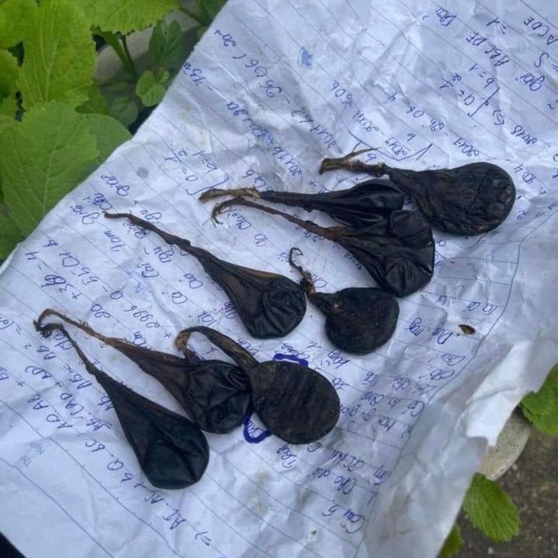 Giới thiệu về mật kỳ đà