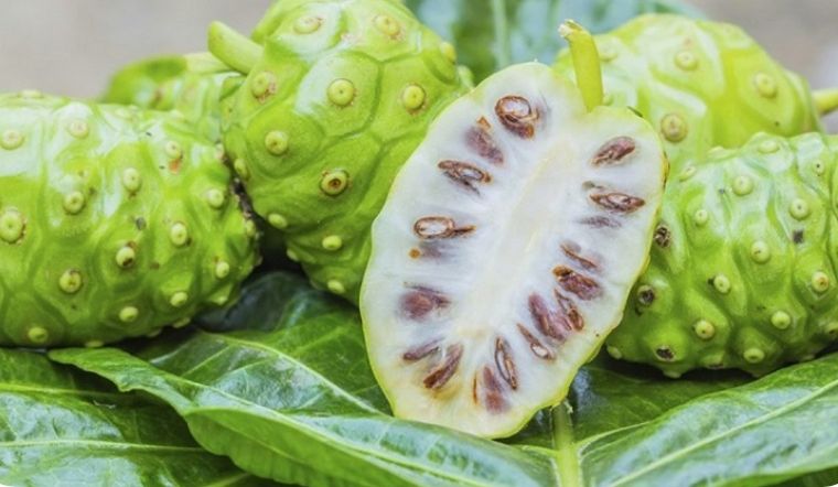 Quả nhàu tươi chữa bệnh - 65k/kg