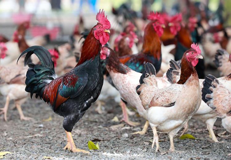 Giới thiệu về gà ri Ba Vì 