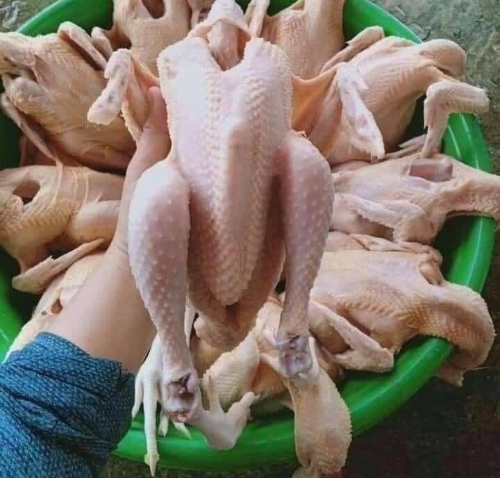 Lợi ích khi chọn mua gà ri Ba Vì thịt sẵn