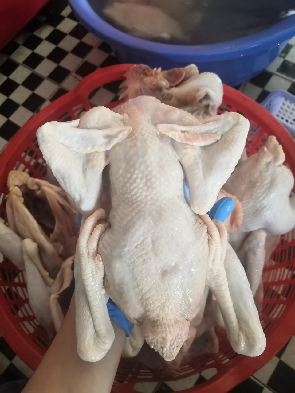 Gà Ri Ba Vì thịt sẵn