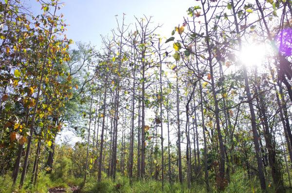 Vườn quốc gia Yok Đôn