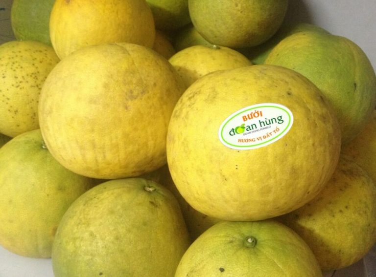 Bưởi Đoan Hùng