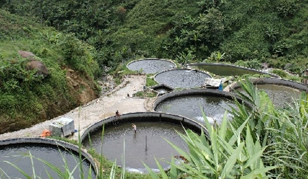 Trại nuôi cá hồi Sapa