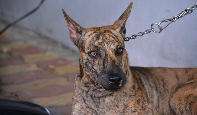 Chó phú quốc mắt sáng, eo thon, chân có màng để bơi và cơ bắp chắc nịch