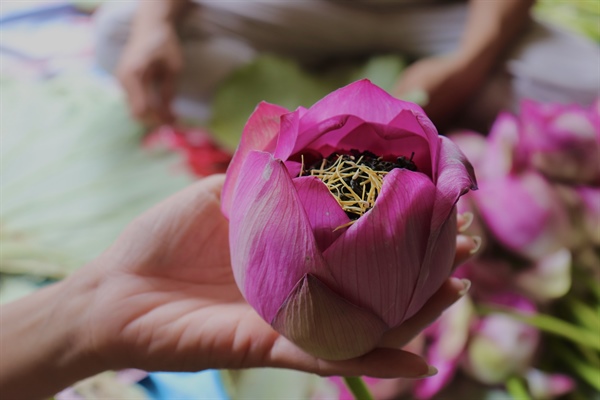 Chè ướp bông sen tươi Quảng Bá4