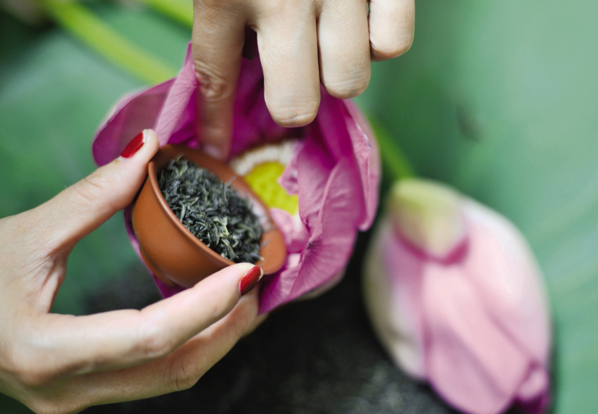 Chè ướp bông sen tươi Quảng Bá5