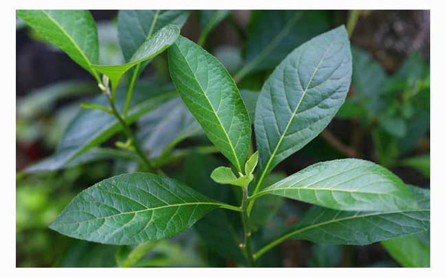 Rượu công sa đẻn Lào5
