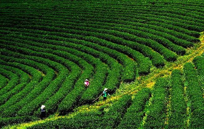 Đồi chè Thái Nguyên xanh mướt