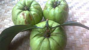 Quả tai chua miền Bắc